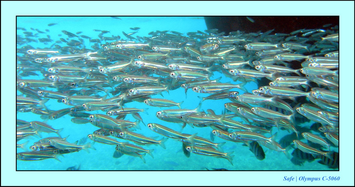 2005 - 08 - Redang  - 236.JPG